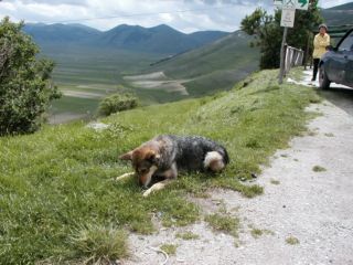 https://www.trekking-tiburzi.it/Imag-fz_Castelpolino/LA%20LUPA%20DI%20CASTELLUCCIO%202.JPG